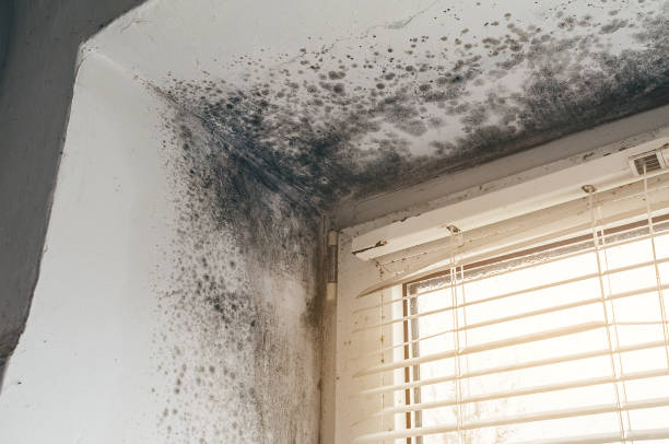 Affordable Mold Inspection And Testing solutions in Rineyville, KY